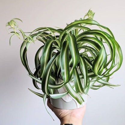 bonnie spider plant for sale Spider Plant ( Chlorophytum comosum ' Bonnie ' )