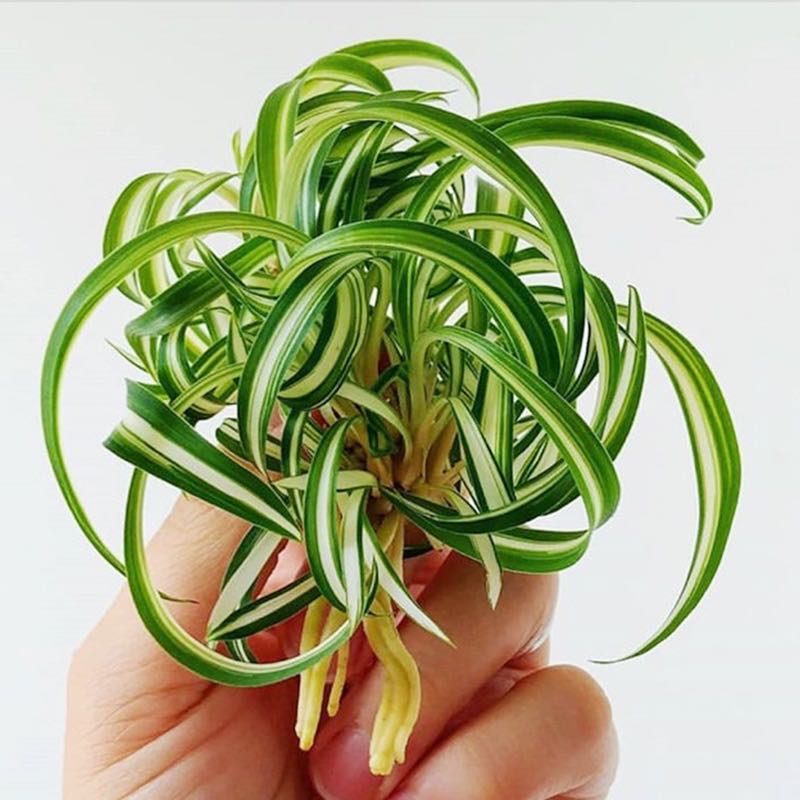 real spider plants for sale Spider Plant ( Chlorophytum comosum ' Bonnie ' )
