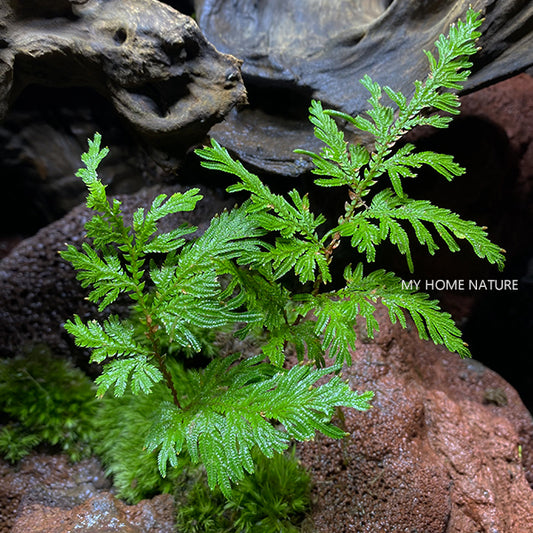 Spikemoss (Selaginella moellendorffii)