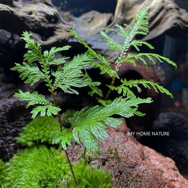 Spikemoss (Selaginella moellendorffii)