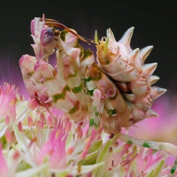 Spiny Flower Mantis (Pseudocreobotra wahlbergii)
