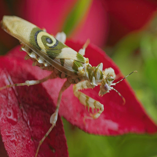 Spiny Flower Mantis (Pseudocreobotra wahlbergii)