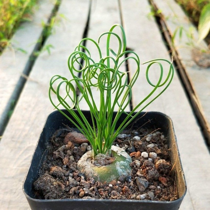 albuca spiralis succulent Spiral grass ( Albuca namaquensis ) for Sale
