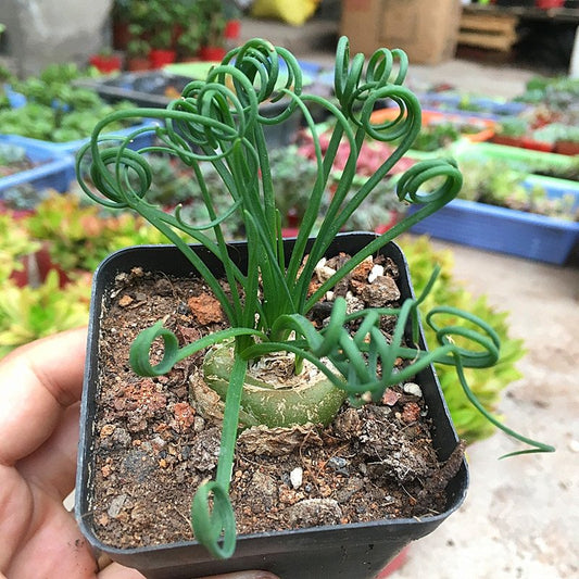 Spiral grass ( Albuca namaquensis )