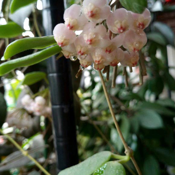 Square leaf （Hoya rotundiflora )