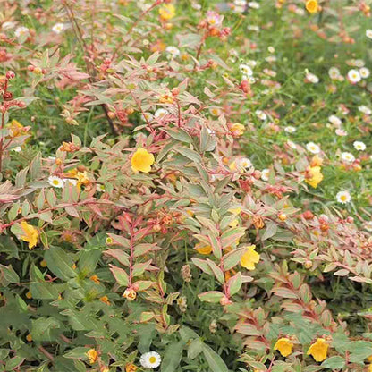 St. John's wort ( Hypericum x moserianum ' Tricolor ' )