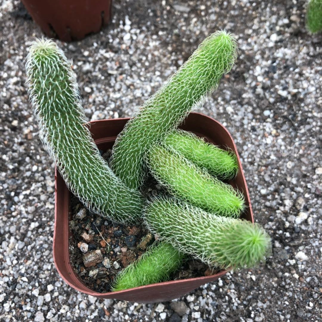 Stapelianthus pilosus