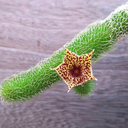 Stapelianthus pilosus