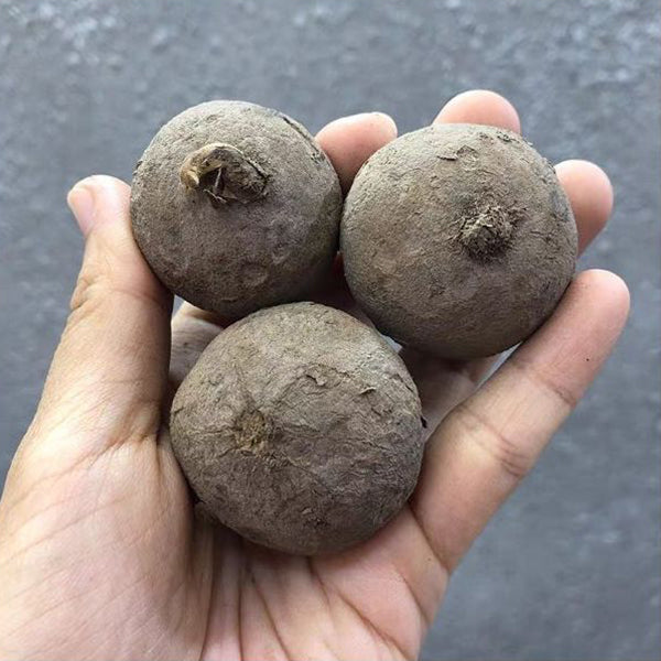 Stephania Erecta Tuber (Stephania sp.)