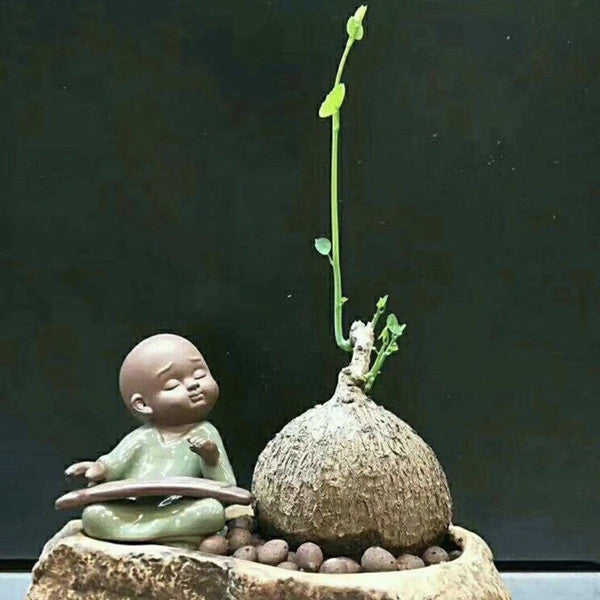 Stephania cepharantha hayata