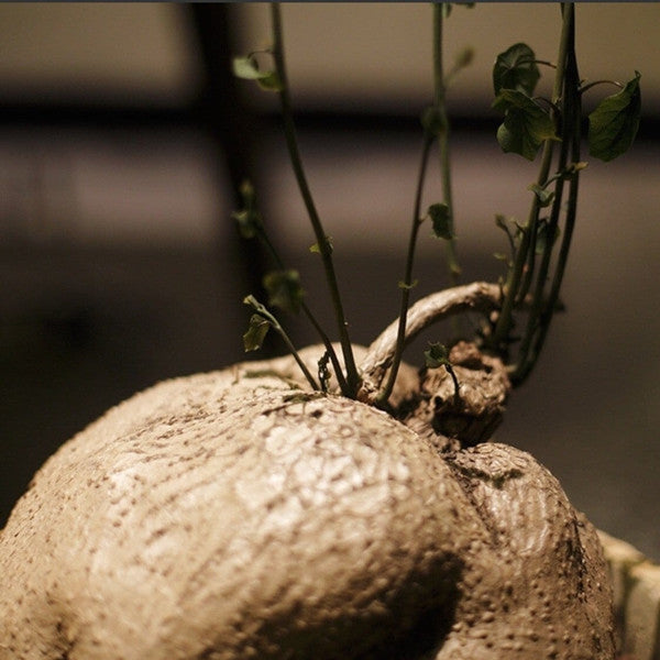 Stephania cepharantha hayata