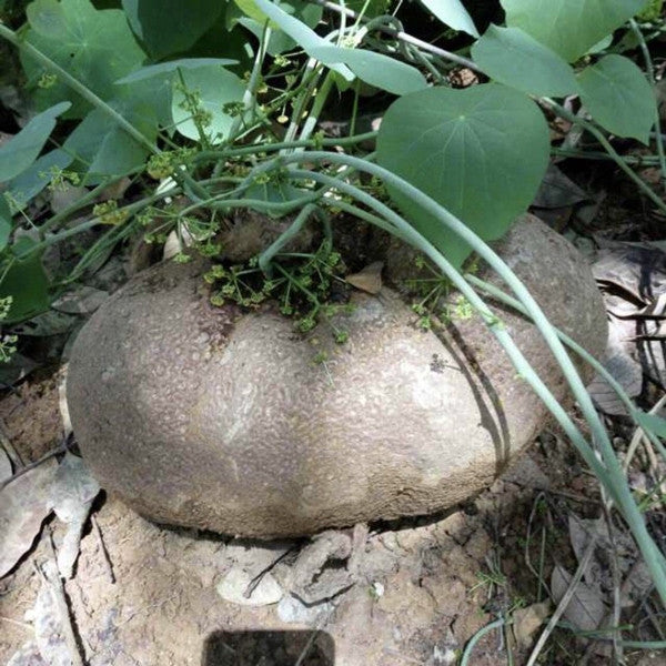 Stephania cepharantha hayata