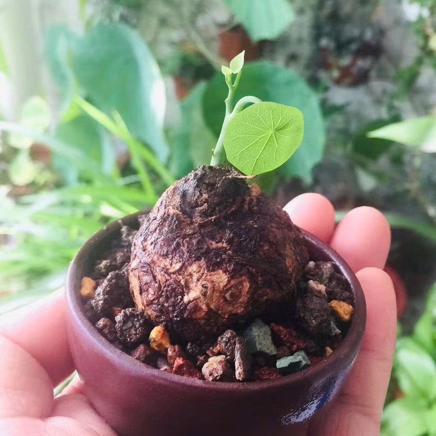 Stephania cepharantha hayata