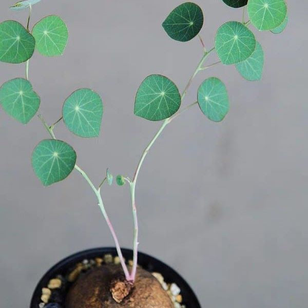 Stephania Erecta Tuber (Stephania sp.)
