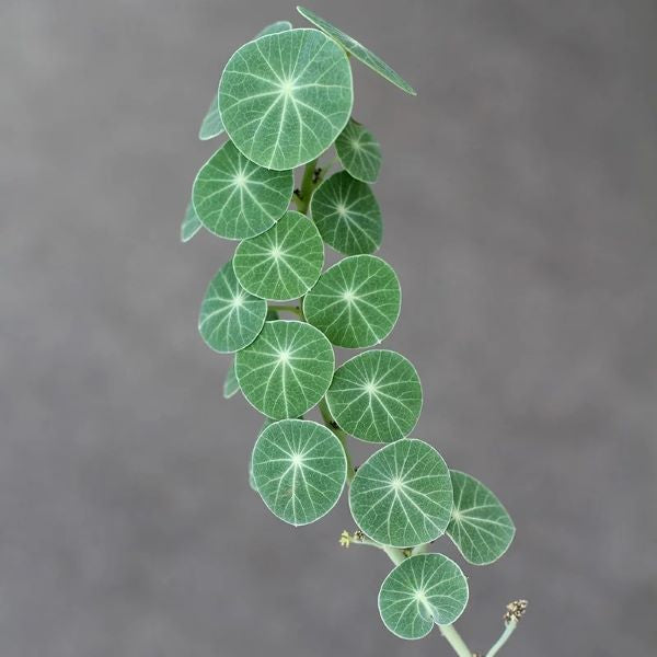 Stephania Erecta Tuber (Stephania sp.)
