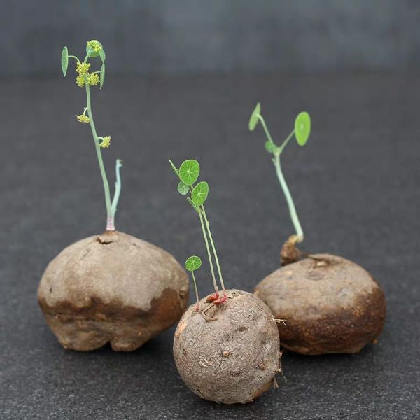 Stephania Erecta Tuber (Stephania sp.)