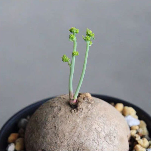 Stephania Erecta Tuber (Stephania sp.)