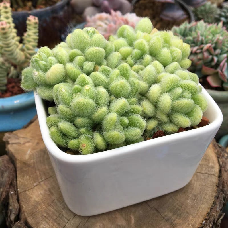 Stonecrop ( Sedum hintonii )