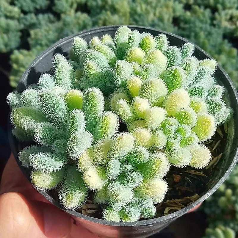 Stonecrop ( Sedum hintonii )