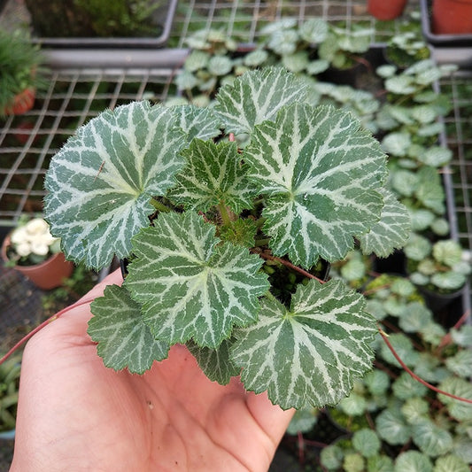 Strawberry Begonia ( Saxifraga stolonifera )