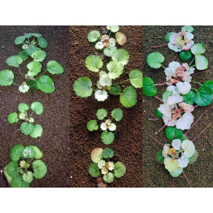 Strawberry Begonia ' Tricolor ' ( Saxifraga stolonifera Var. )