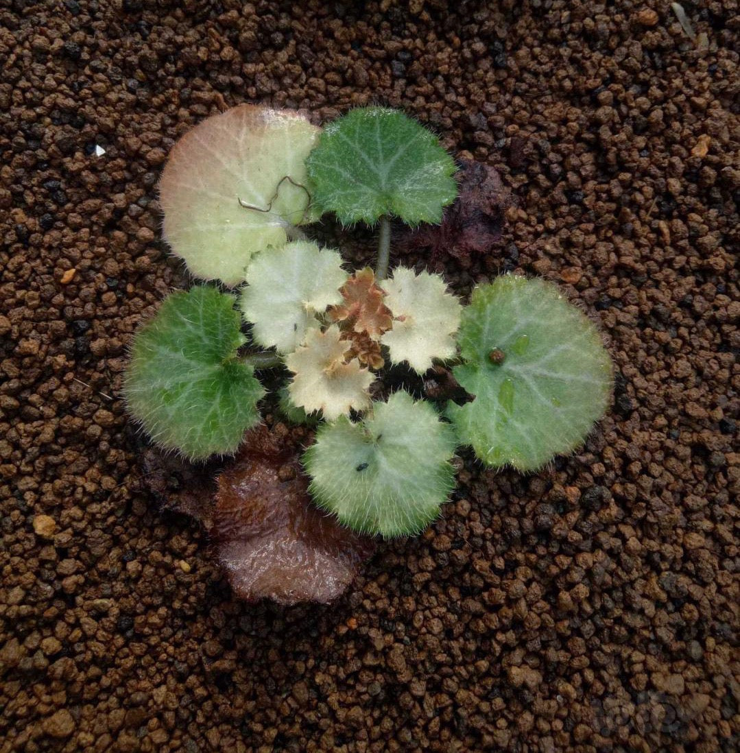 Strawberry Begonia ' Tricolor ' ( Saxifraga stolonifera Var. )