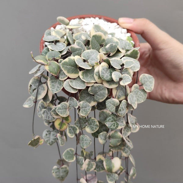 String of Hearts (Ceropegia woodii varieg)