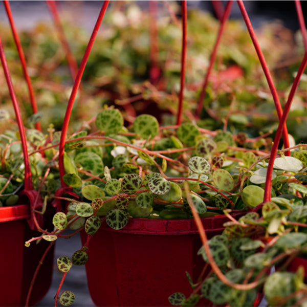 String of Turtle (Peperomia prostrata)