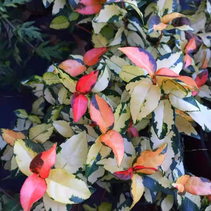Summer Sunset Jasmine（Trachelospermum asiaticum）