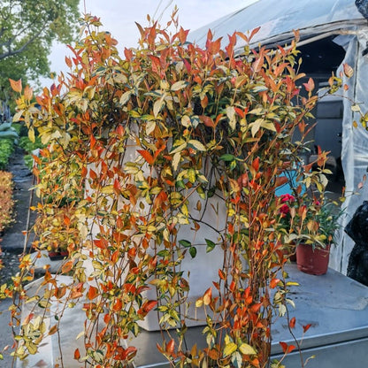 Summer Sunset Jasmine（Trachelospermum asiaticum）