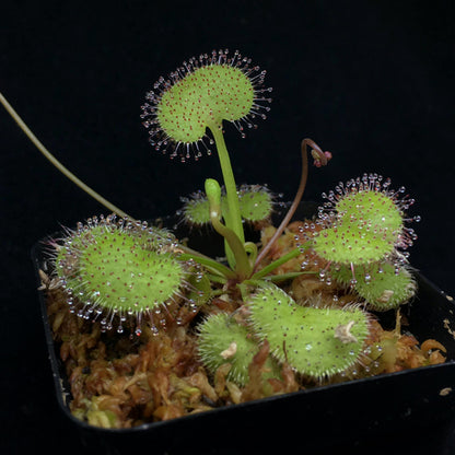 Sundews ( Drosera Prolifera )