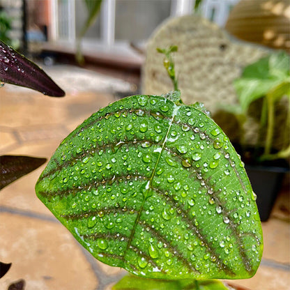 Swallow Tail, Butterfly Plant  ( Christia obcordata )