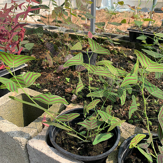 Swallow Tail, Butterfly Plant  ( Christia obcordata )