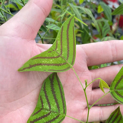 Swallow Tail, Butterfly Plant  ( Christia obcordata )