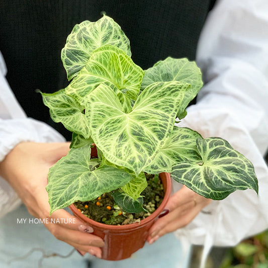 Syngonium Batik