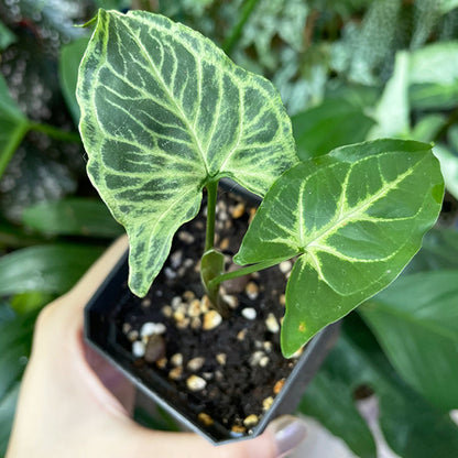 Syngonium Batik