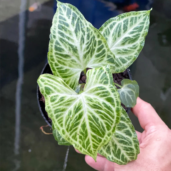 Syngonium Batik