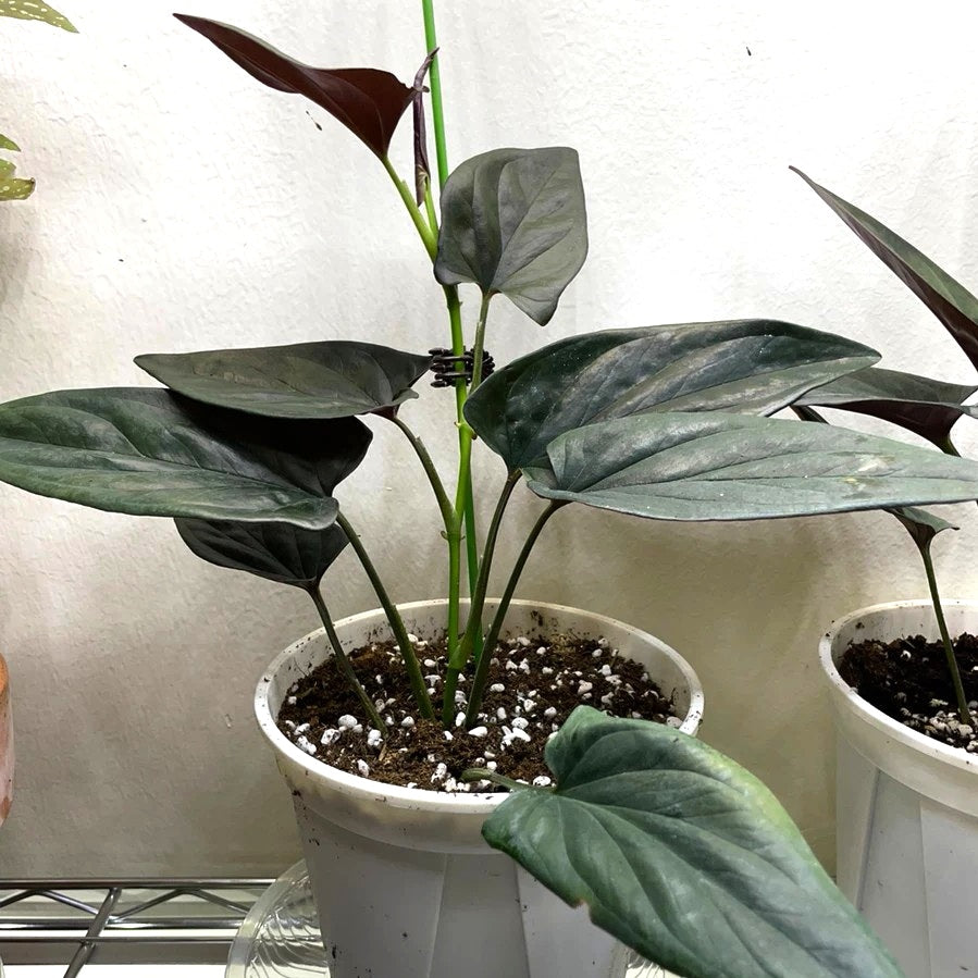 Syngonium Erythrophyllum