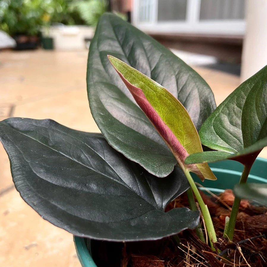 Syngonium Erythrophyllum