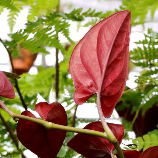 Syngonium Erythrophyllum