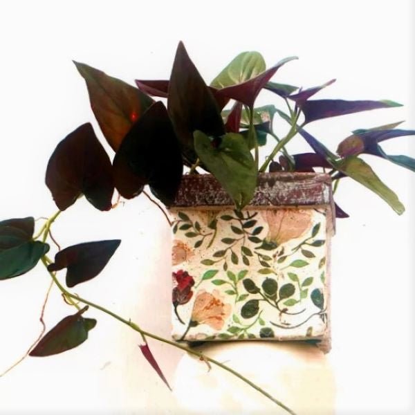 Syngonium Erythrophyllum