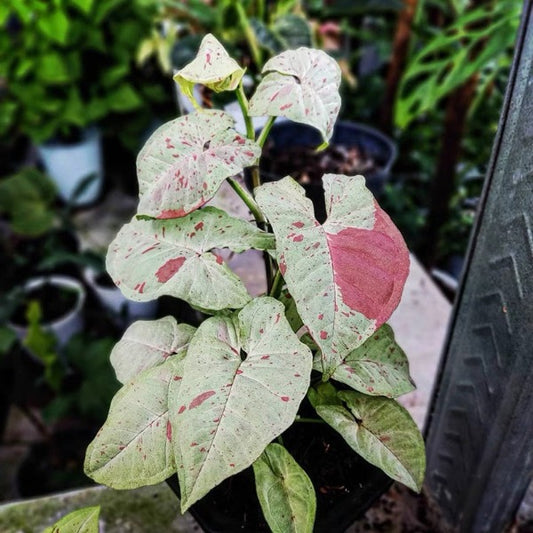 Syngonium ’Milk Confetti‘