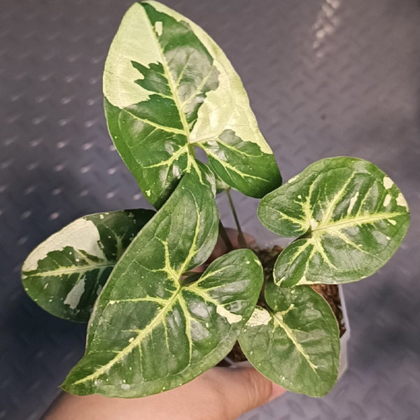 Syngonium ‘Panda’