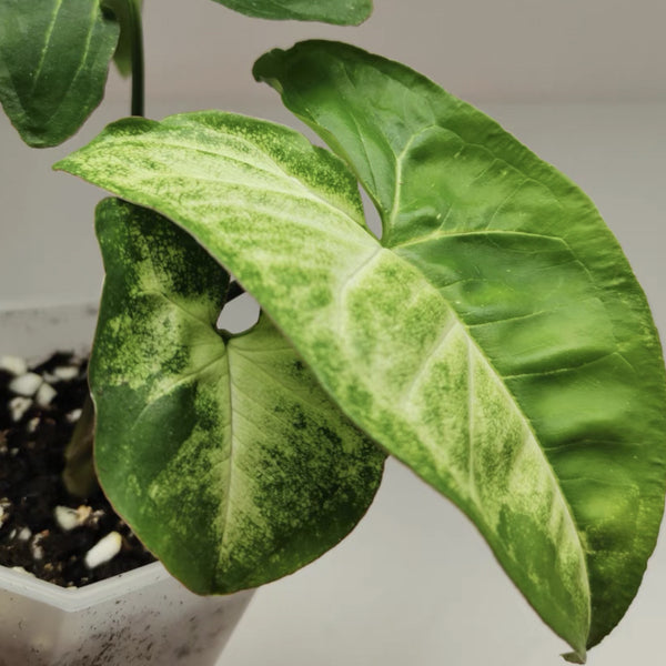 Syngonium ‘Panda’