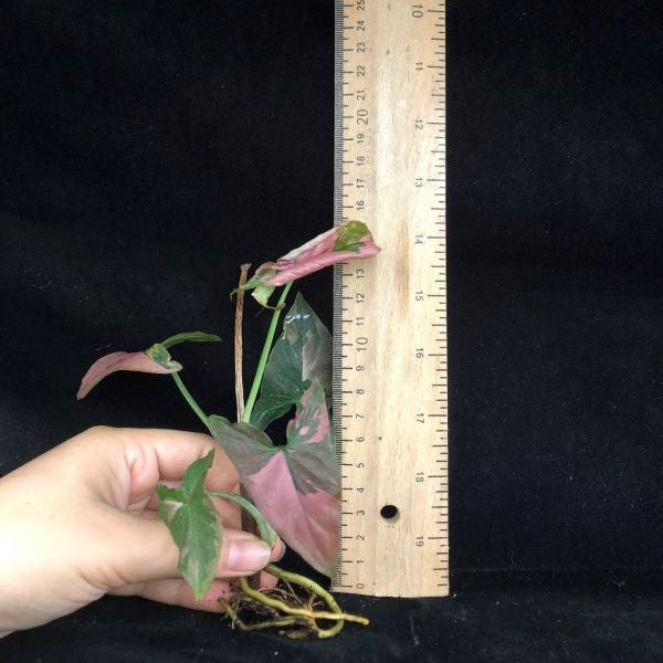 Syngonium Pink Splash