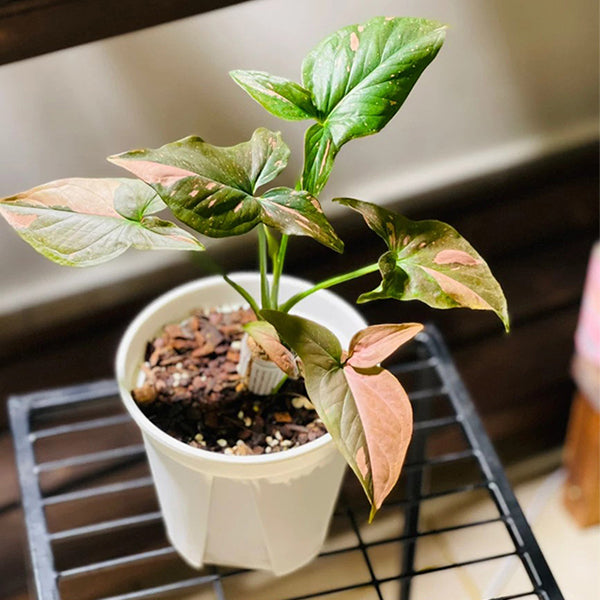 Syngonium Pink Splash