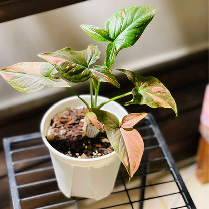 Syngonium Pink Splash
