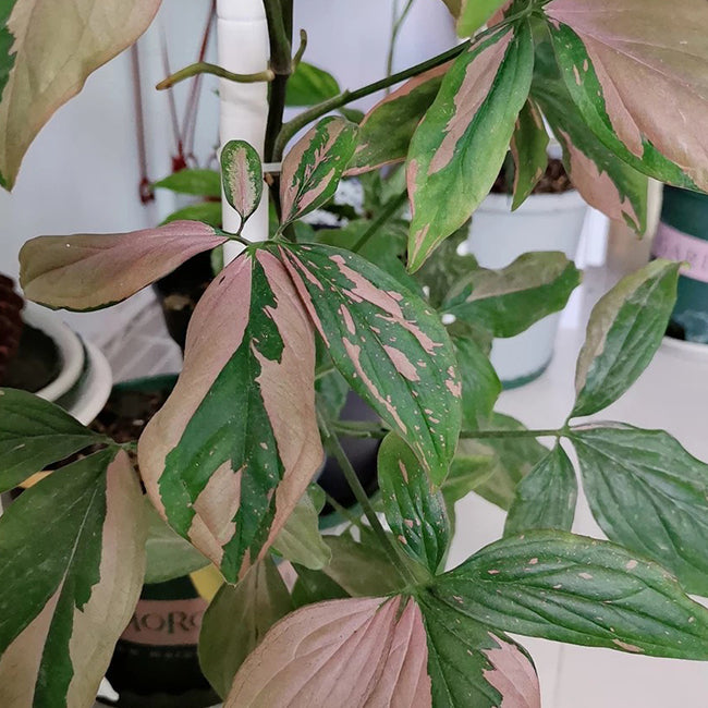 Syngonium Pink Splash