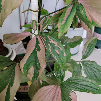 Syngonium Pink Splash
