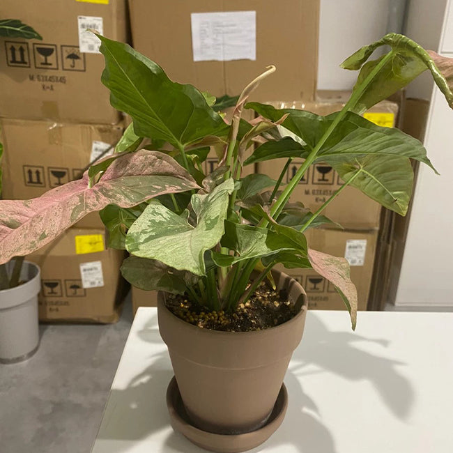 Syngonium Pink Splash